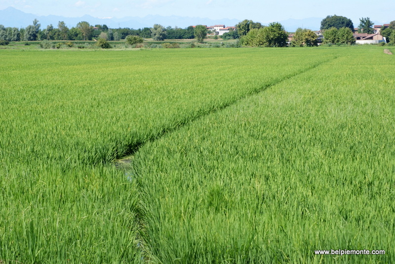 The fields of rice in Vercelli, Piedmont, Italy