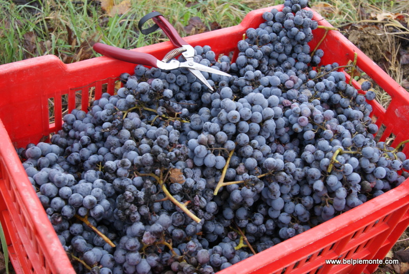 Nebbiolo harvest in the Rivetto vineyard, Piedmont, Italy