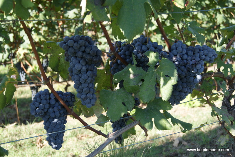the Nebbiolo variety, Piedmont, Italy