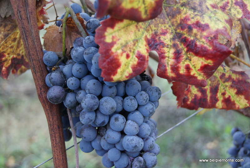 Nebbiolo wine grape variety, Piemonte, Italy