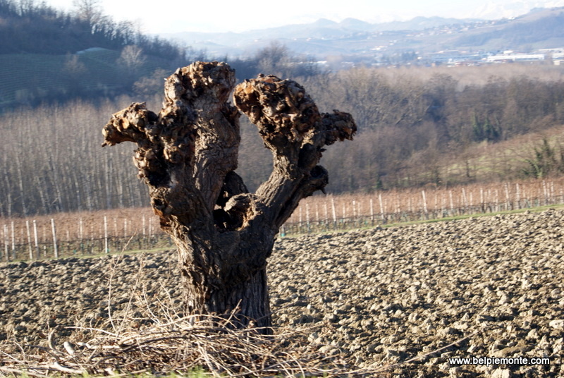 Langhe, Piemonte, Italia Langhe, Piemonte, Italia