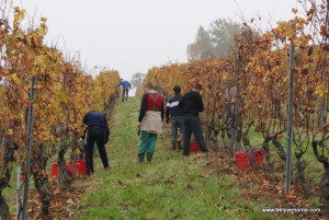 La vendemmia del Nebbiolo, Piemonte, Italia