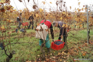 La vendemmia del Nebbiolo, Piemonte, Italia