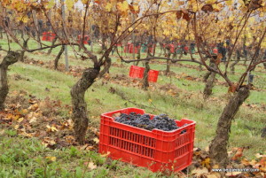 La vigna d'autunno, Piemonte, Italia