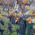 La vendemmia del Nebbiolo, Piemonte, Italia