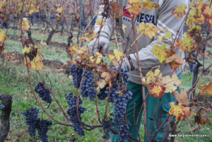 La vendemmia del Nebbiolo, Piemonte, Italia