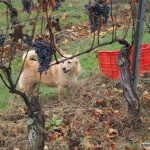 La vigna d'autunno, Piemonte, Italia