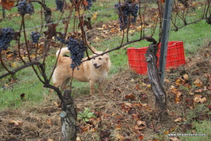 La vigna d'autunno, Piemonte, Italia