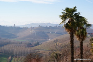 winnice okolic Barbaresco, Piemont, Włochy