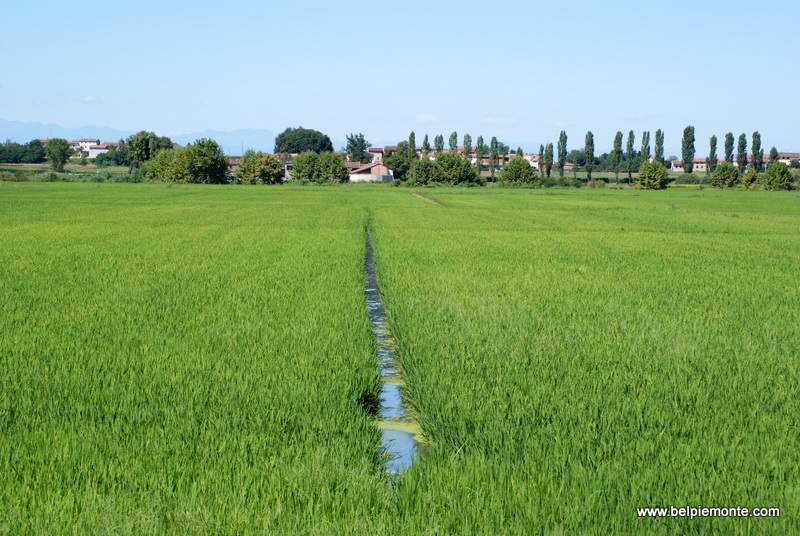 Pola ryżowe, Vercelli, Piemont, Włochy
