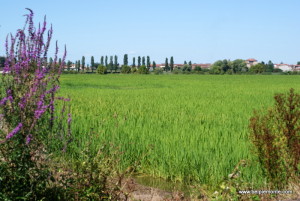 Pola ryżowe, Vercelli, Piemont, Włochy