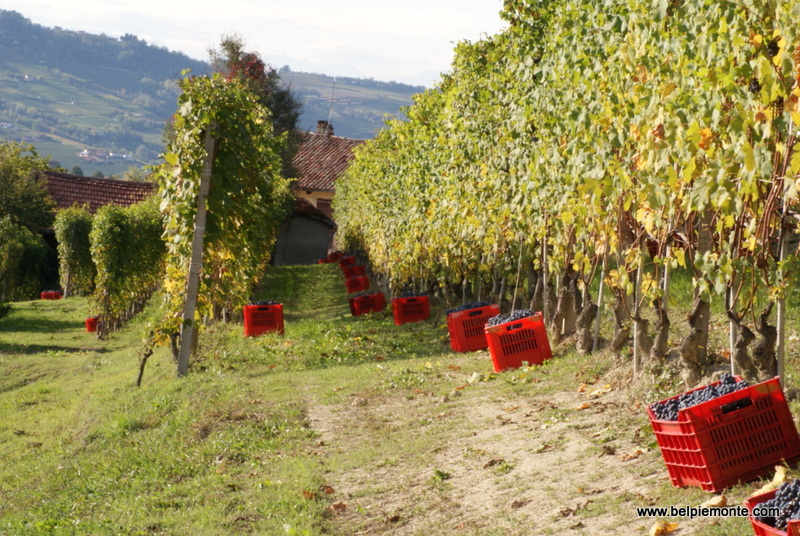 Winobranie w Langhe, Piemont, Włochy