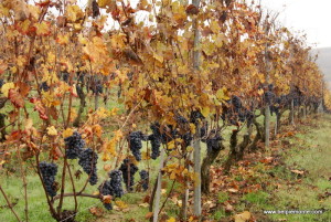 Winogrona nebbiolo, Langhe, Piemont, Włochy