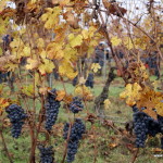 Odmiana winogron nebbiolo, Langhe, Piemont, Włochy