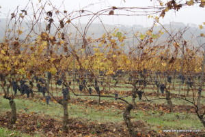 Odmiana winogron nebbiolo, Langhe, Piemont, Włochy