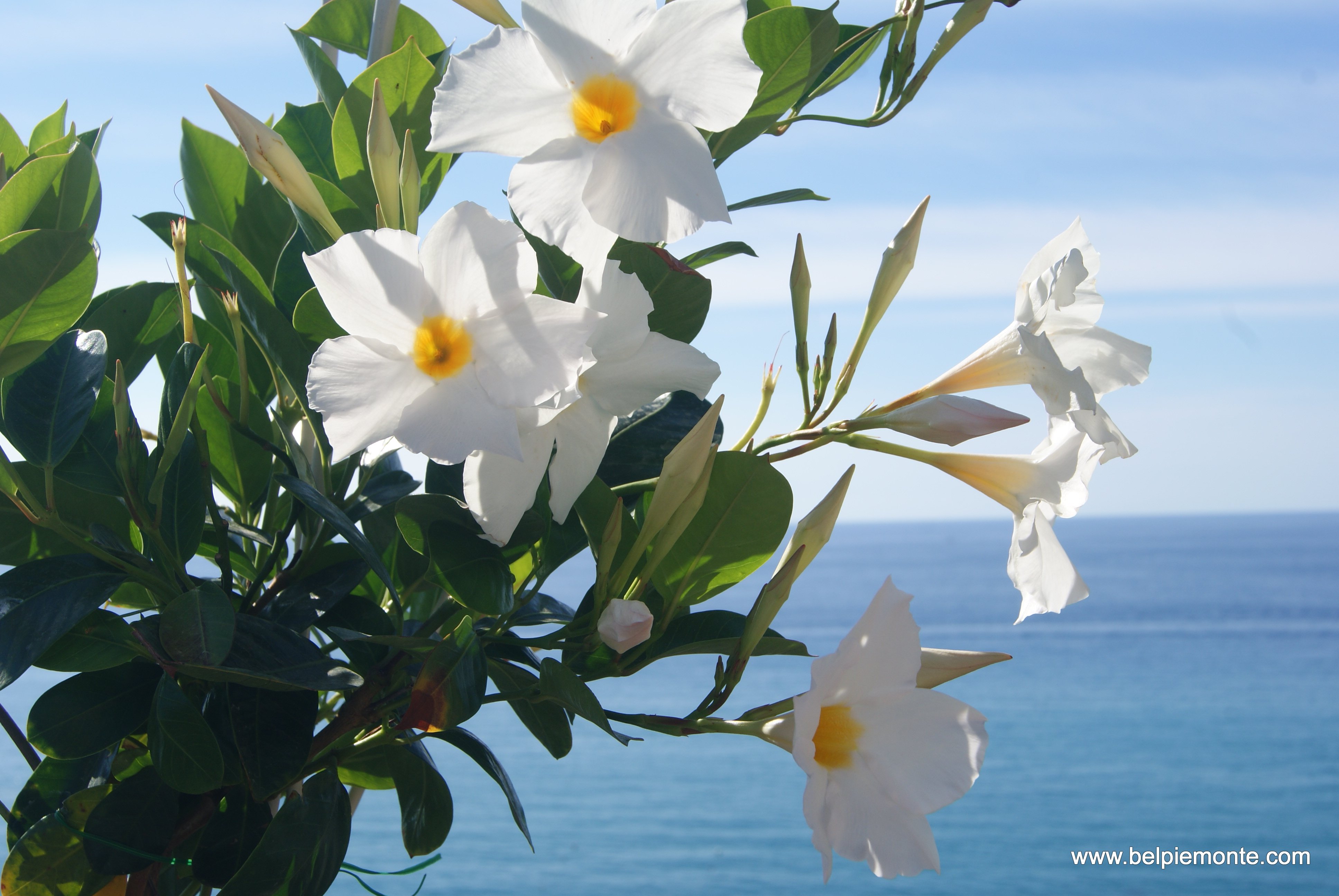Kwiaty w Tropea, Kalabria, Wlochy
