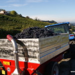 Winobranie w Langhe, Piemont, Włochy