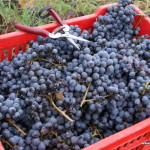 Winobranie nebbiolo, winnica Rivetto, Piemont, Włochy