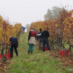 Winobranie nebbiolo, winnica Rivetto, Piemont, Włochy