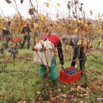 Winobranie nebbiolo, winnica Rivetto, Piemont, Włochy