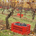 Odmiana winogron nebbiolo, Langhe, Piemont, Włochy